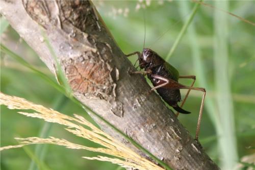 Zeuneriana abbreviata